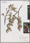 Foto von Salix caprea L.